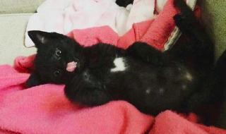 俄罗斯电影小家伙结局 俄罗斯电影小家伙结局